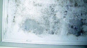 fouskomata-mouxla-sto-tavani.0.1