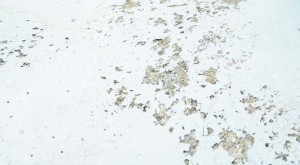 igrasia-mouxla-stis-exoteriki-toixopoiia.1